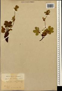 Potentilla brachypetala Fisch. & C. A. Mey. ex Lehm., Caucasus, Abkhazia (K4a) (Abkhazia)