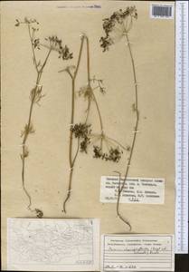 Elwendia chaerophylloides (Regel & Schmalh.) Pimenov & Kljuykov, Middle Asia, Western Tian Shan & Karatau (M3) (Tajikistan)