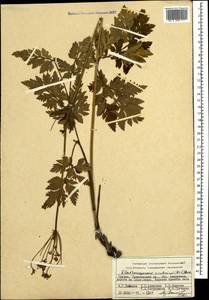Eleutherospermum cicutarium (M. Bieb.) Boiss., Caucasus, Georgia (K4) (Georgia)