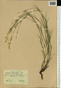 Dianthus pallens M. Bieb., Eastern Europe, North Ukrainian region (E11) (Ukraine)
