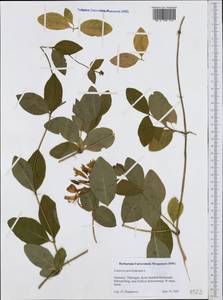 Lonicera periclymenum L., Western Europe (EUR) (Germany)