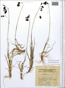 Carex atrofusca Schkuhr, Siberia, Chukotka & Kamchatka (S7) (Russia)