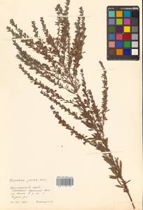 Lespedeza juncea (L.f.) Pers., Siberia, Russian Far East (S6) (Russia)