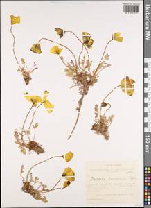 Oreomecon pseudocanescens (Popov) Galasso, Banfi & Bartolucci, Siberia, Altai & Sayany Mountains (S2) (Russia)