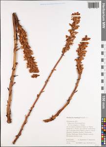 Orobanche alsatica subsp. libanotidis (Ruprecht) Pusch, Eastern Europe, Central forest region (E5) (Russia)