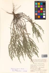 Artemisia taurica Willd., Eastern Europe, Lower Volga region (E9) (Russia)