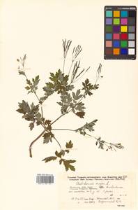 Chelidonium majus L., Siberia, Russian Far East (S6) (Russia)