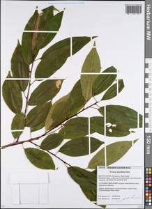 Prunus serotina Ehrh., Eastern Europe, Belarus (E3a) (Belarus)