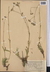 Gypsophila cephalotes (Schrenk) F.N. Williams, Middle Asia, Northern & Central Tian Shan (M4) (Kyrgyzstan)