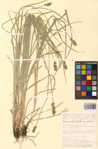 Carex polyphylla, Eastern Europe, Lower Volga region (E9) (Russia)