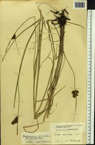 Bolboschoenus planiculmis (F.Schmidt) T.V.Egorova, Siberia, Baikal & Transbaikal region (S4) (Russia)
