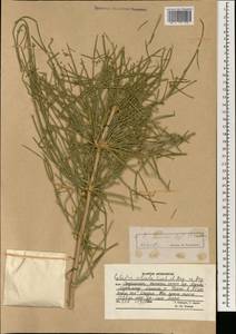 Ephedra foliata Boiss. ex C.A.Mey., South Asia, South Asia (Asia outside ex-Soviet states and Mongolia) (ASIA) (Afghanistan)