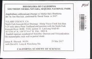 Amphidium californicum (Hampe ex Müll. Hal.) Broth., Bryophytes, Bryophytes - America (BAm) (United States)