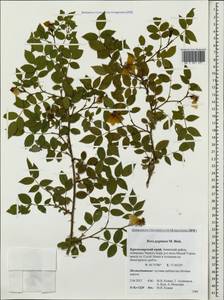 Rosa gallica L., Caucasus, Krasnodar Krai & Adygea (K1a) (Russia)