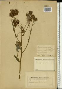 Cirsium arvense (L.) Scop., Eastern Europe, Central forest-and-steppe region (E6) (Russia)