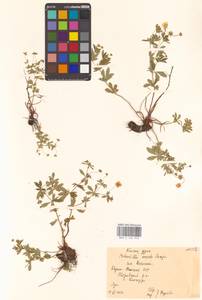 Potentilla erecta (L.) Raeusch., Eastern Europe, Northern region (E1) (Russia)