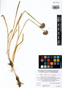 Allium chamarense M.M.Ivanova, Siberia, Baikal & Transbaikal region (S4) (Russia)