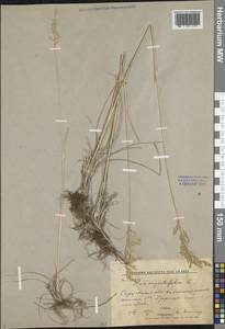 Poa angustifolia L., Eastern Europe, Lower Volga region (E9) (Russia)