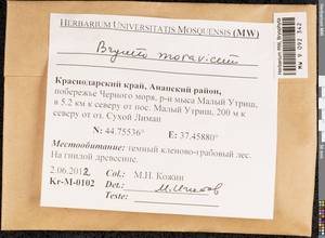 Rosulabryum moravicum (Podp.) Ochyra & Stebel, Bryophytes, Bryophytes - North Caucasus & Ciscaucasia (B12) (Russia)