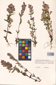 Gentianella austriaca (A. & J. Kern.) Holub, Eastern Europe, West Ukrainian region (E13) (Ukraine)