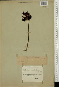Betonica macrantha K.Koch, Caucasus, Stavropol Krai, Karachay-Cherkessia & Kabardino-Balkaria (K1b) (Russia)