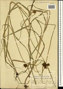 Bolboschoenus maritimus (L.) Palla, Crimea (KRYM) (Russia)