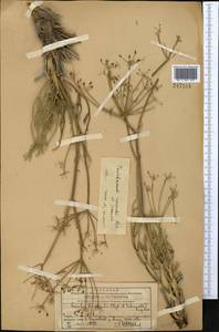 Ferula renardii (Regel & Schmalh.) Pimenov, Middle Asia, Western Tian Shan & Karatau (M3) (Kazakhstan)