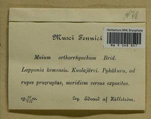 Mnium thomsonii Schimp., Bryophytes, Bryophytes - Karelia, Leningrad & Murmansk Oblasts (B4) (Russia)