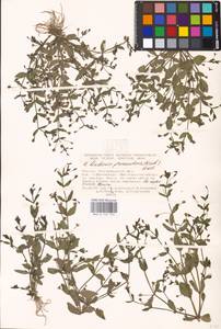MHA 0 159 752, Lindernia procumbens (Krock.) Borbás, Eastern Europe, Lower Volga region (E9) (Russia)