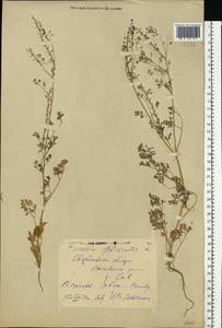 Fumaria officinalis L., Eastern Europe, Eastern region (E10) (Russia)