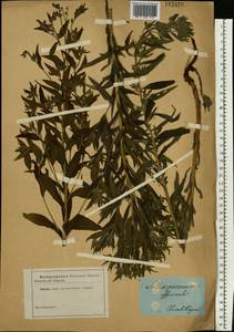 Lithospermum officinale L., Eastern Europe, South Ukrainian region (E12) (Ukraine)