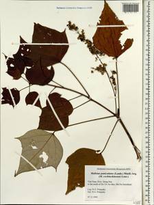 Mallotus paniculatus (Lam.) Müll.Arg., South Asia, South Asia (Asia outside ex-Soviet states and Mongolia) (ASIA) (Vietnam)