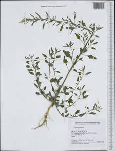 Chenopodium, Eastern Europe, Lower Volga region (E9) (Russia)