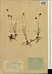 Carex stenophylla Wahlenb., Caucasus, Stavropol Krai, Karachay-Cherkessia & Kabardino-Balkaria (K1b) (Russia)