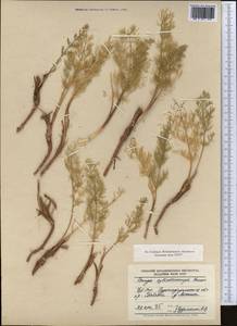 Prangos pabularia subsp. cylindrocarpa (Korovin) Pimenov & Tikhom., Middle Asia, Pamir & Pamiro-Alai (M2) (Uzbekistan)