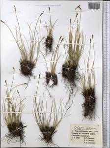 Carex capillifolia (Decne.) S.R.Zhang, Middle Asia, Northern & Central Tian Shan (M4) (Kyrgyzstan)