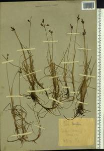 Carex rariflora (Wahlenb.) Sm., Siberia, Western Siberia (S1) (Russia)