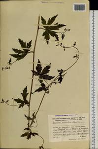 Aconitum sczukinii Turcz., Siberia, Russian Far East (S6) (Russia)