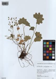 Alchemilla pachyphylla Juz., Siberia, Altai & Sayany Mountains (S2) (Russia)