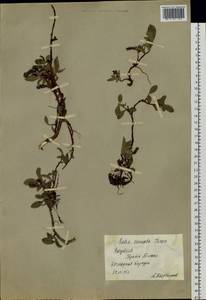 Salix sphenophylla A. Skvorts., Siberia, Yakutia (S5) (Russia)