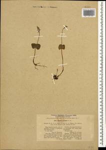 Neottia cordata (L.) Rich., Caucasus, Georgia (K4) (Georgia)