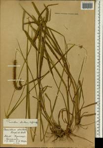 Pennisetum polystachion subsp. atrichum (Stapf & C.E.Hubb.) Brunken, Africa (AFR) (Mali)