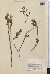 Chamaedaphne calyculata (L.) Moench, America (AMER) (Canada)