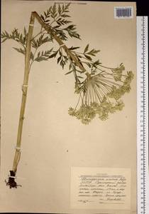 Pleurospermum uralense Hoffm., Siberia, Yakutia (S5) (Russia)