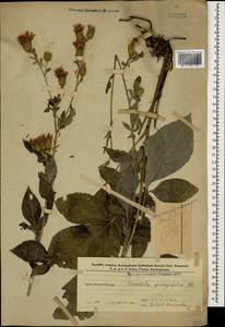 Klasea quinquefolia (Willd.) Greuter & Wagenitz, Caucasus, Azerbaijan (K6) (Azerbaijan)