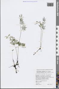 Ostericum tenuifolium (Pall. ex Spreng.) Y. C. Chu, Siberia, Baikal & Transbaikal region (S4) (Russia)