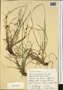 Carex sempervirens Vill., Western Europe (EUR) (Spain)