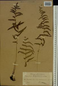 Thelypteris palustris Schott, Eastern Europe, Moscow region (E4a) (Russia)