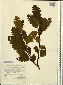 Quercus petraea (Matt.) Liebl., Caucasus, North Ossetia, Ingushetia & Chechnya (K1c) (Russia)