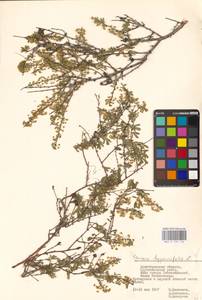 Spiraea hypericifolia L., Eastern Europe, Lower Volga region (E9) (Russia)